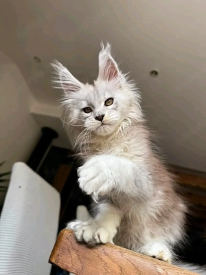      Wunderschöne Maine-Coon-Kätzchen suchen ein liebevolles Zuhause fürs Leben     