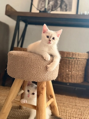 Eduard und Eric suchen ein liebevolles Zuhause 