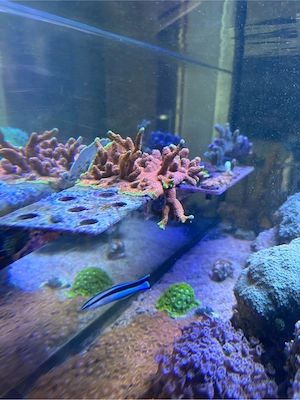 montipora bibble gum auf ablegerboard