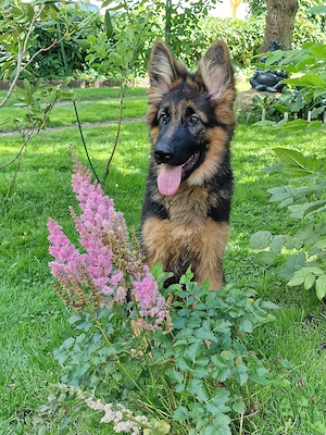 deusche schäferhund hündin