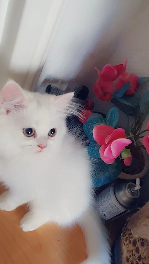 weiße Fellkatze Bild 3