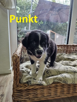 Aussiedor (Mama)   Australian Shepherd (Papa) Welpen