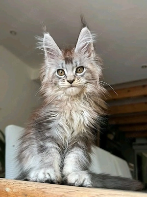      Wunderschöne Maine-Coon-Kätzchen suchen ein liebevolles Zuhause fürs Leben     