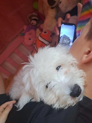 sehr süß bichon frise