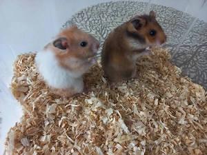 Hamster Goldhamster