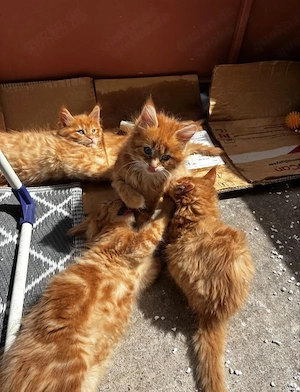 Rote Maine Coon Kitten   Geimpft und mehrfach entwurmt  