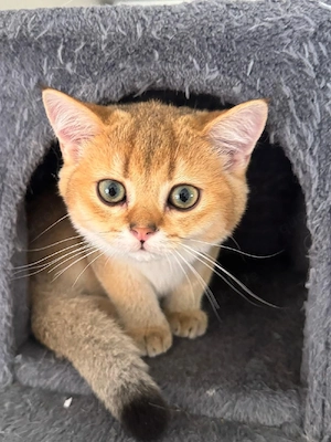 wunderschöne reinrassige bkh kater