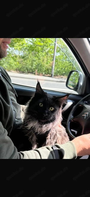 libenvolle Katze 