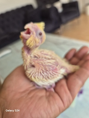 Nymphensittiche 
