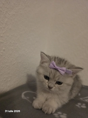 Reinrassige BKH Kittens suchen Zuhause