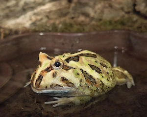 Cranwelli Pacman Frosch Schmuckhornfrosch