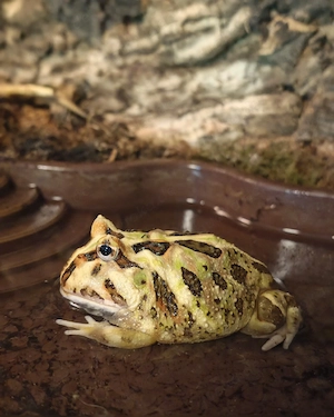 Cranwelli Pacman Frosch Schmuckhornfrosch
