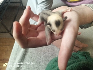 Sugar Glider Babys 