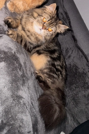 perserkatze  Bild 2