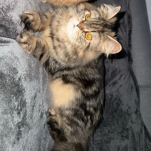 perserkatze 