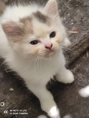 Katzenbabys Langhaar 