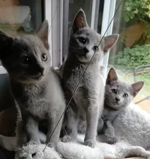 russisch blau kitten