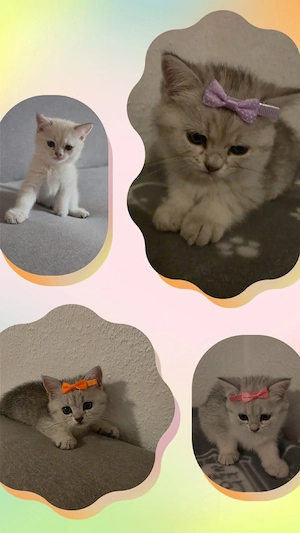Reinrassige BKH Kitten suchen neues Zuhause