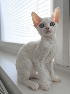 Wunderschönes weißes Devon Rex Mädchen   traumhaftes Fell & grüne Augen 