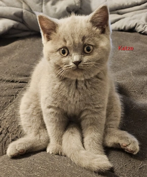 Bkh Kitten abgabebereit