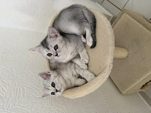 Nur noch ein Kitte da! BKH-Kitten, reinrassige 