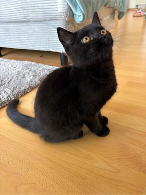 BKH Kitten