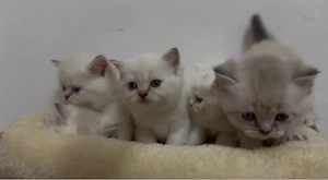 Baby katzen BKH