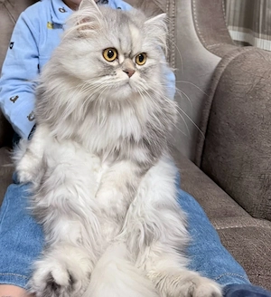 Baby Katze