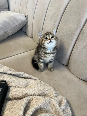 letzter bkh kitten kater golden auszugsbereit