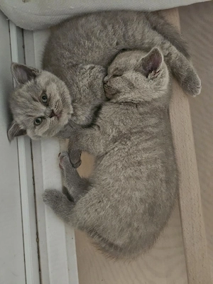 Bkh Kitten abgabebereit