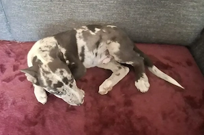 Australien Shepherd mix welpen