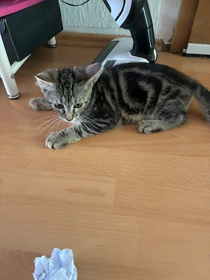 Schöne Baby Katze wie Bengal 
