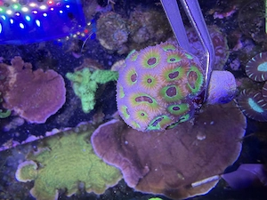 Ableger, Hirnkoralle, Oulophyllia bennettae