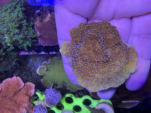 Ableger, Steinkoralle, Montipora cactus