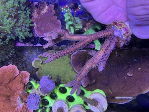Ableger, Steinkoralle, Seriatopora caliendrum 