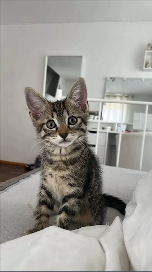 super süße kitten Perser Bengale Mix abgabebereit 
