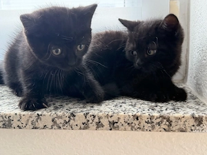 Babykatze suchen neuer zu Haus