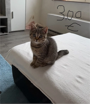Bkh katze weiblich