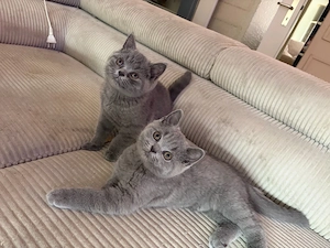 Bkh kitten Britisch Kurzhaar Katzen Baby