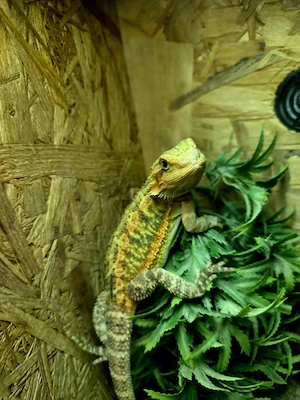 Farb-Bartagamen Jungtier ( pogona vitticeps) Weibchen NZ 05 2026
