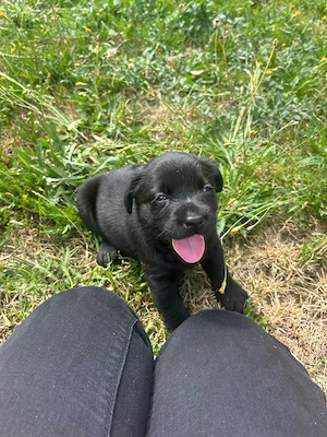 Labrador Welpen
