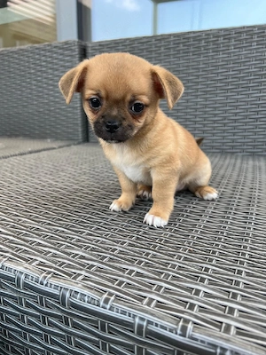 Chihuahua mix Welpen  männlich