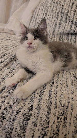 Maine Coon Kater