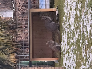Wallaby Männchen zu verkaufen 