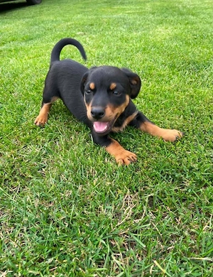 Knuffiger Dackel - Zwergpinscher Mischlinswelpe kleinbleibend (Männchen)