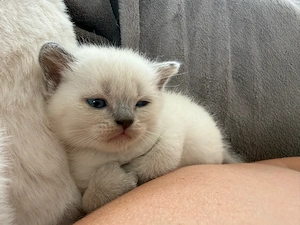 Süße BKH kitten abzugeben