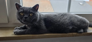 Britisch Kurzhaar Katze "Kitty" sucht ein liebevolles Zuhause