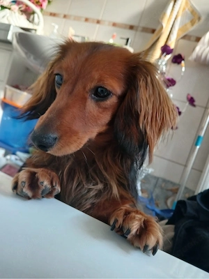 Unser wunderschöner Langhaar-Zwergdackel-Rüde Ajax ist 7 Monate alt und bereit, in ein passendes neu