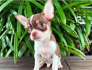 Männliche und weibliche Chihuahua-Welpen stehen zur Wiederherstellung bereit 