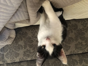 Kitten zum abgeben geboren wurde sie am 15april